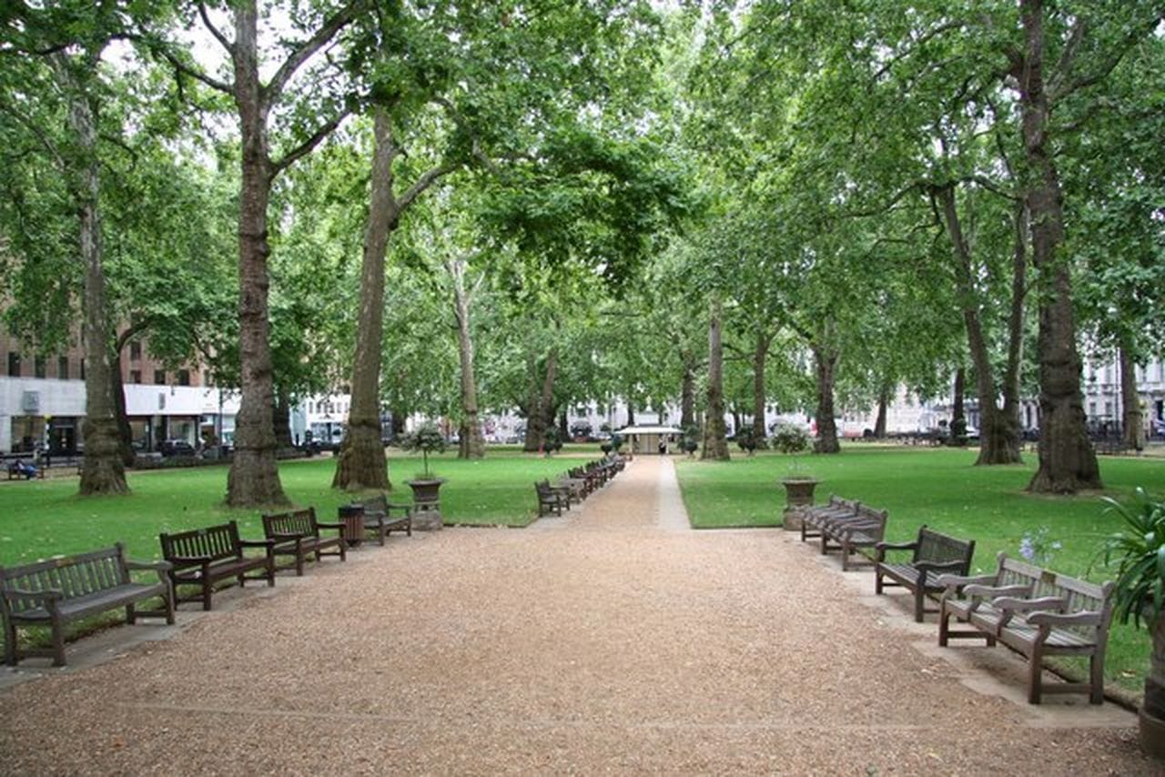 Platanus x hybrida